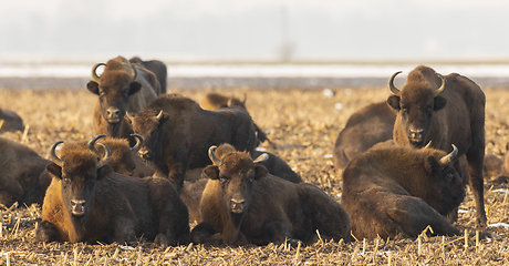 Image showing European bison (Bison bonasus) herd