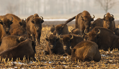 Image showing European bison (Bison bonasus) herd