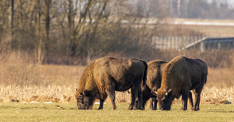 Image showing European bison grazing in sunny day