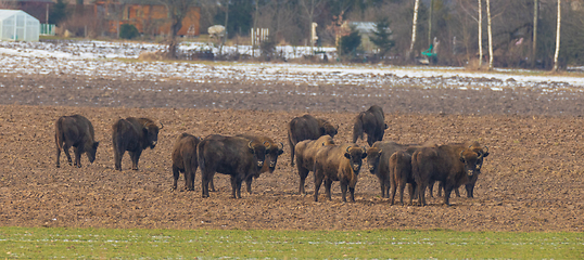 Image showing European Bison herd grazing in field