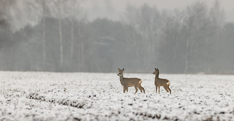 Image showing Winter landscape of roe deer herd