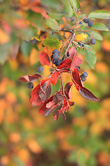 Image showing Black cotoneaster berries