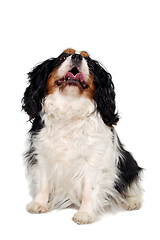 Image showing Happy Cavalier King Charles Spaniel dog is looking up