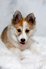 Image showing Resting Norwegian lundhund dog