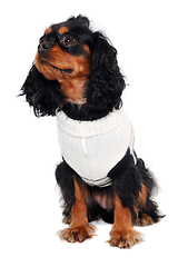 Image showing Sad Cavalier King Charles Spaniel dog