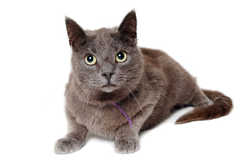 Image showing Gray cat on a isolated white background.