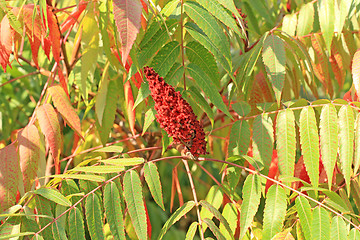 Image showing Sumac seed head