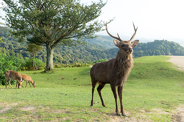 Image showing Wild stag deer