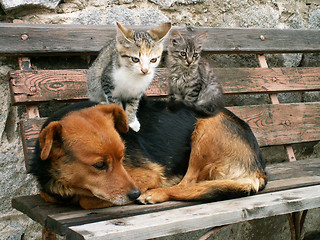 Image showing cats and dog