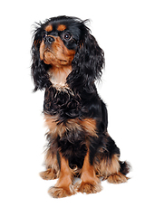 Image showing Sad Cavalier King Charles Spaniel dog