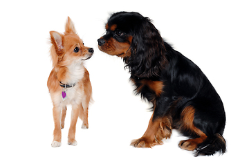 Image showing Cavalier King Charles Spaniel and a Chihuahua dogs