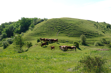 Image showing Cows and green landscape