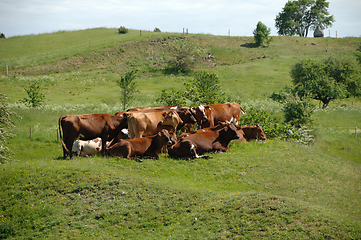 Image showing A group of cows and green grass