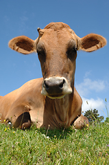 Image showing Sweet cow resting 