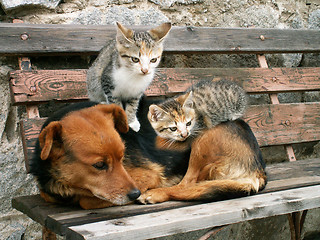 Image showing cat and dog