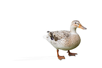 Image showing duck