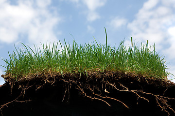 Image showing grass roots