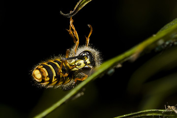 Image showing Falling hornet