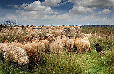 Image showing sheep herding