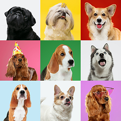 Image showing Stylish dogs posing. Cute doggies or pets happy. The different purebred puppies. Creative collage isolated on multicolored studio background. Front view.