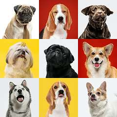 Image showing Stylish dogs posing. Cute doggies or pets happy. The different purebred puppies. Creative collage isolated on multicolored studio background. Front view.