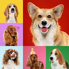 Image showing Stylish dogs posing. Cute doggies or pets happy. The different purebred puppies. Creative collage isolated on multicolored studio background. Front view.