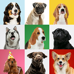 Image showing Stylish dogs posing. Cute doggies or pets happy. The different purebred puppies. Creative collage isolated on multicolored studio background. Front view.