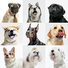 Image showing Stylish dogs posing. Cute doggies or pets happy. The different purebred puppies. Creative collage isolated on multicolored studio background. Front view.