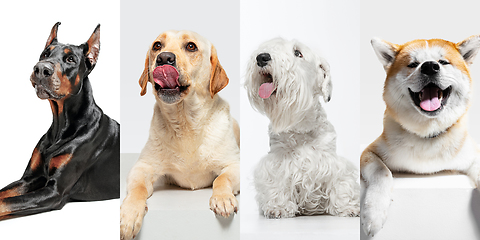 Image showing Stylish dogs posing. Cute doggies or pets happy. The different purebred puppies. Creative collage isolated on multicolored studio background. Front view.