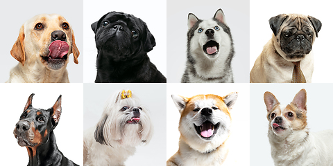 Image showing Stylish dogs posing. Cute doggies or pets happy. The different purebred puppies. Creative collage isolated on multicolored studio background. Front view.