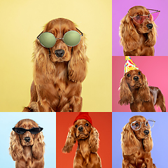 Image showing Stylish dogs posing. Cute doggies or pets happy. The different purebred puppies. Creative collage isolated on multicolored studio background. Front view.