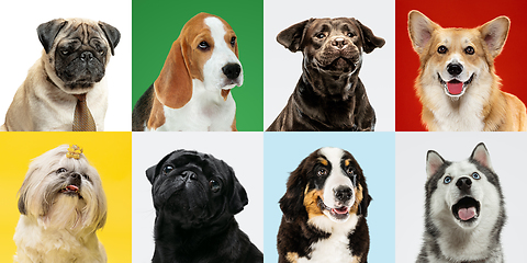 Image showing Stylish dogs posing. Cute doggies or pets happy. The different purebred puppies. Creative collage isolated on multicolored studio background. Front view.