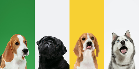 Image showing Stylish dogs posing. Cute doggies or pets happy. The different purebred puppies. Creative collage isolated on multicolored studio background. Front view.