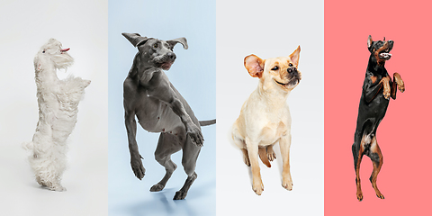 Image showing Stylish dogs posing. Cute doggies or pets happy. The different purebred puppies. Creative collage isolated on multicolored studio background. Front view.