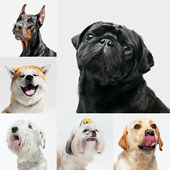 Image showing Stylish dogs posing. Cute doggies or pets happy. The different purebred puppies. Creative collage isolated on multicolored studio background. Front view.