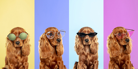 Image showing Stylish dogs posing. Cute doggies or pets happy. The different purebred puppies. Creative collage isolated on multicolored studio background. Front view.