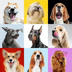 Image showing Stylish dogs posing. Cute doggies or pets happy. The different purebred puppies. Creative collage isolated on multicolored studio background. Front view.