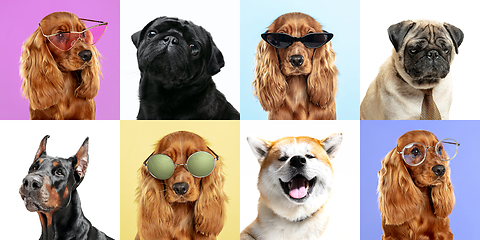 Image showing Stylish dogs posing. Cute doggies or pets happy. The different purebred puppies. Creative collage isolated on multicolored studio background. Front view.