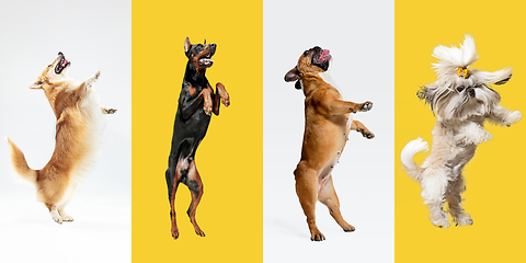 Image showing Stylish dogs posing. Cute doggies or pets happy. The different purebred puppies. Creative collage isolated on multicolored studio background. Front view.