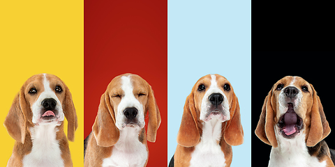 Image showing Stylish dogs posing. Cute doggies or pets happy. The different purebred puppies. Creative collage isolated on multicolored studio background. Front view.