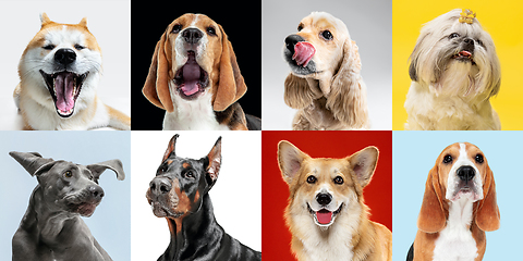 Image showing Stylish dogs posing. Cute doggies or pets happy. The different purebred puppies. Creative collage isolated on multicolored studio background. Front view.