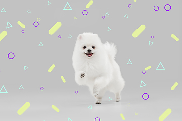 Image showing Studio shot of Spitz dog isolated on bright, modern illustrated background.