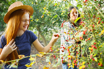 Image showing Happy little girl during picking berries in a garden outdoors. Love, family, lifestyle, harvest concept.