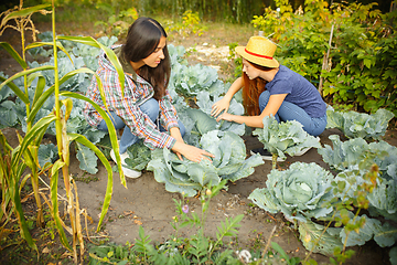 Image showing Happy family during picking cabbage in a garden outdoors. Love, family, lifestyle, harvest concept.