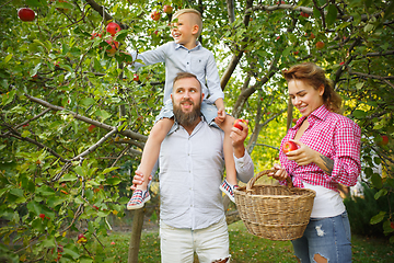 Image showing Happy young family during picking apples in a garden outdoors. Love, family, lifestyle, harvest concept.