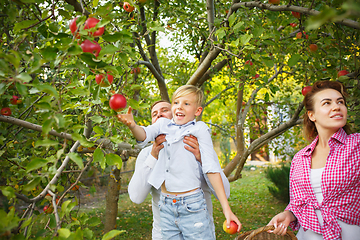 Image showing Happy young family during picking apples in a garden outdoors. Love, family, lifestyle, harvest concept.