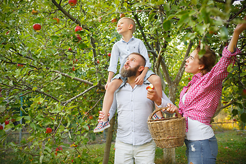 Image showing Happy young family during picking apples in a garden outdoors. Love, family, lifestyle, harvest concept.