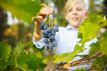 Image showing Happy little boy during picking grape in a garden outdoors. Love, family, lifestyle, harvest concept.