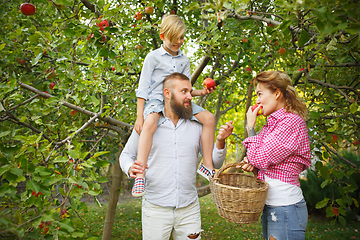 Image showing Happy young family during picking apples in a garden outdoors. Love, family, lifestyle, harvest concept.