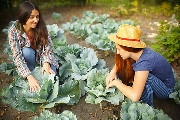 Image showing Happy family during picking cabbage in a garden outdoors. Love, family, lifestyle, harvest concept.